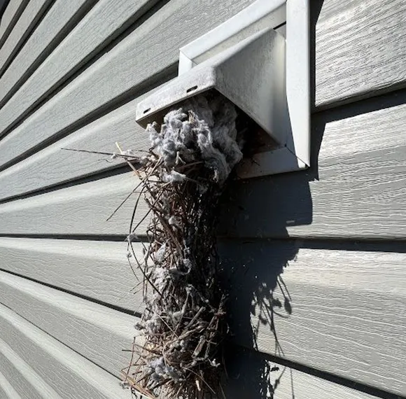 Blocked and clogged dryer vent with dense nest debris and organic matter requiring professional cleaning in Marinette WI.